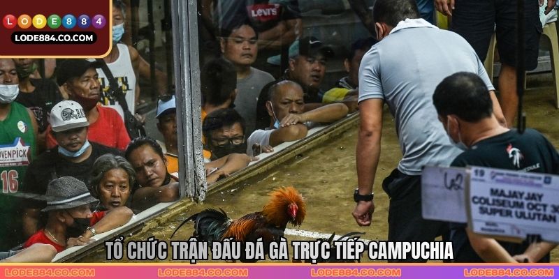 Tổ chức trận đấu Đá gà trực tiếp Campuchia