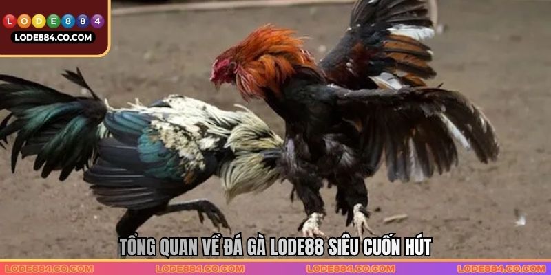 Tổng quan về đá gà Lode88 siêu cuốn hút